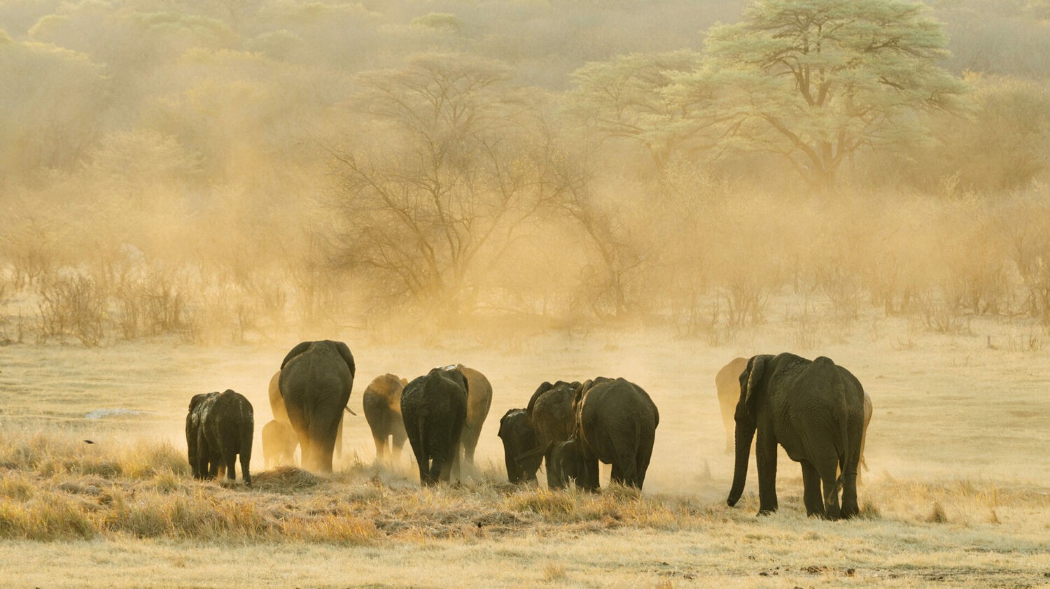 matetsi-victoria-falls-safari-elephant